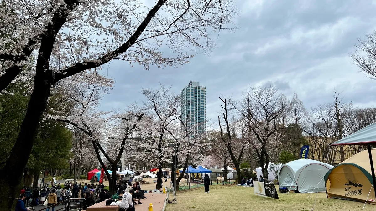 桜が満開の新宿中央公園