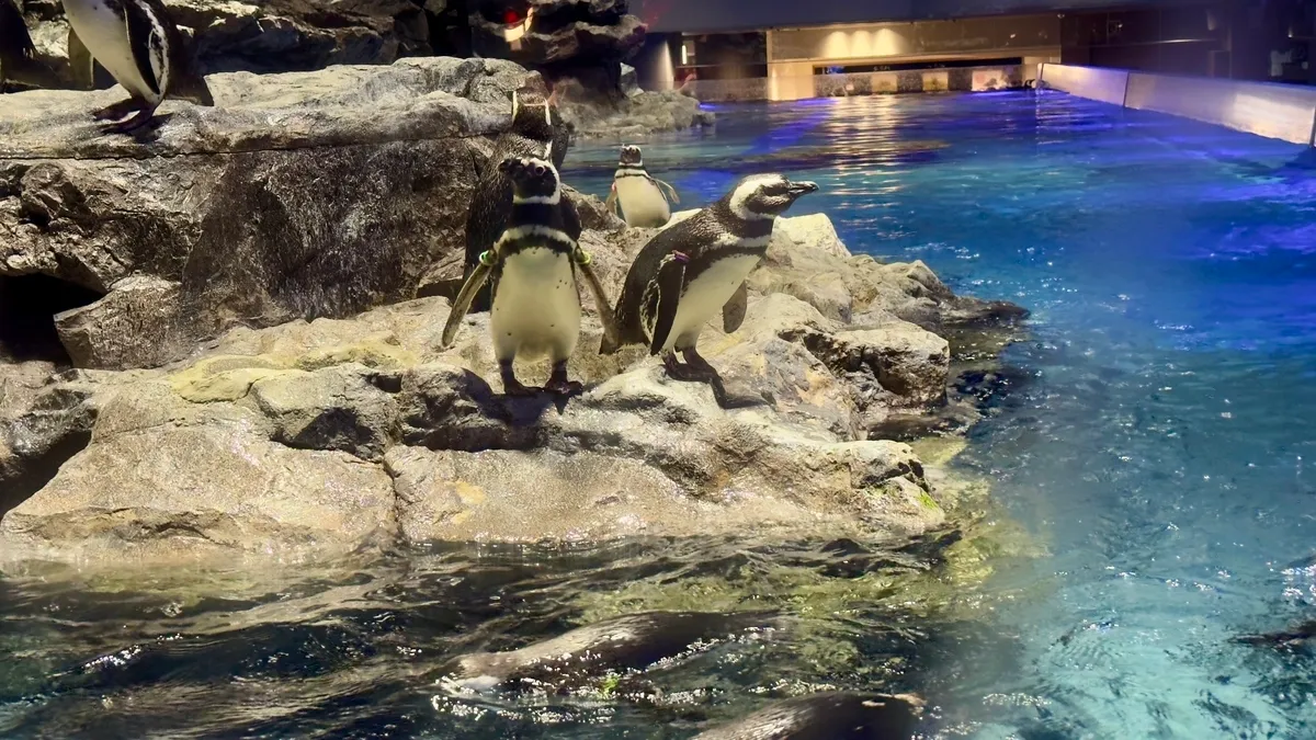 ペンギン