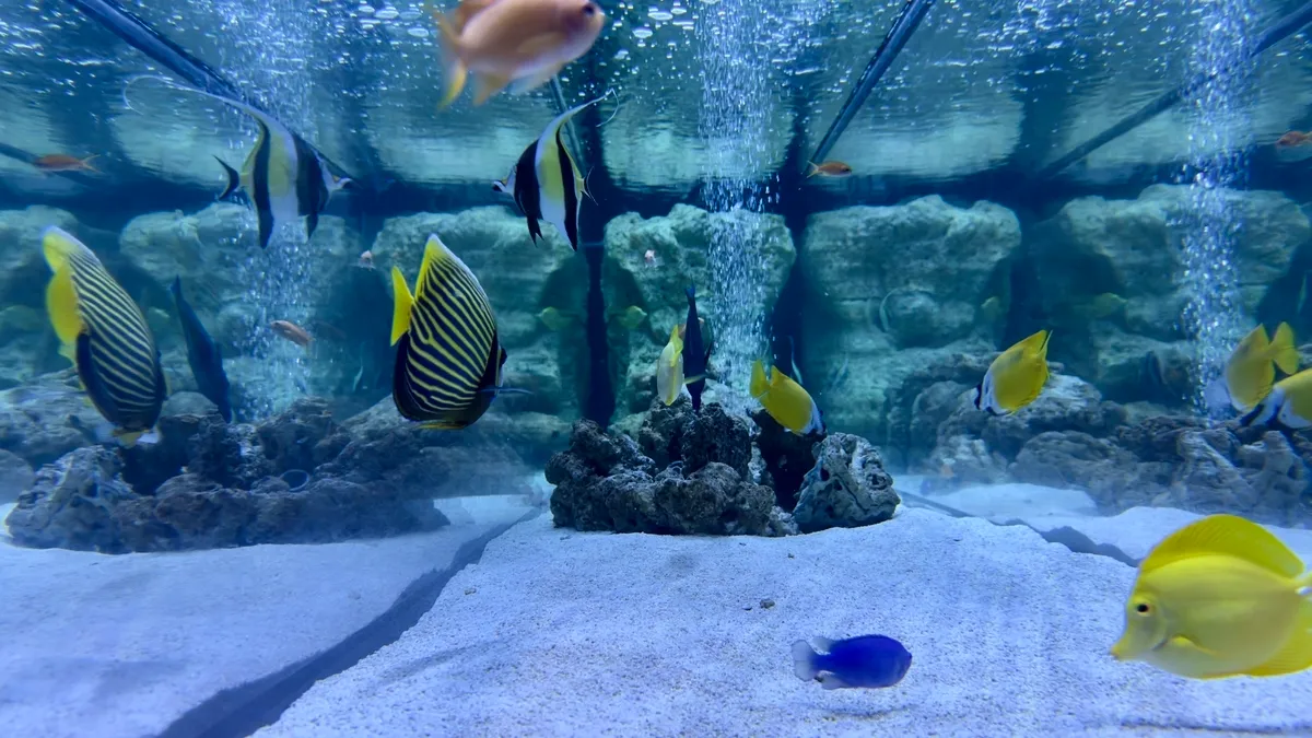 小さな魚たち