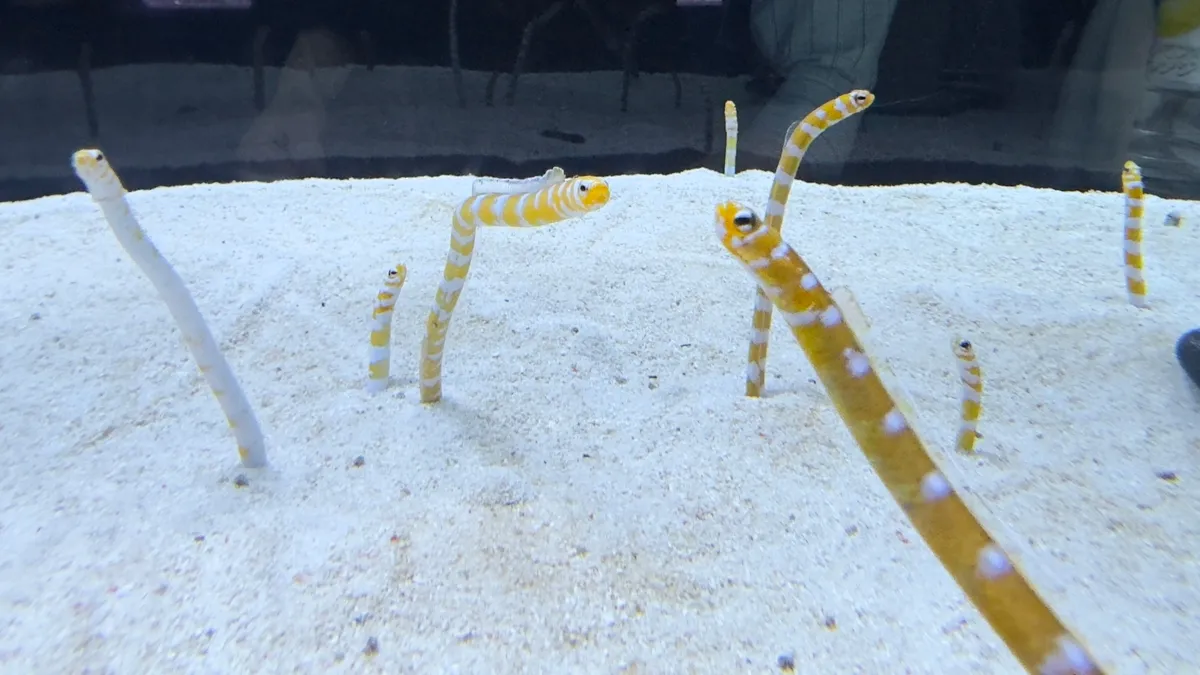 チンアナゴとニシキアナゴ