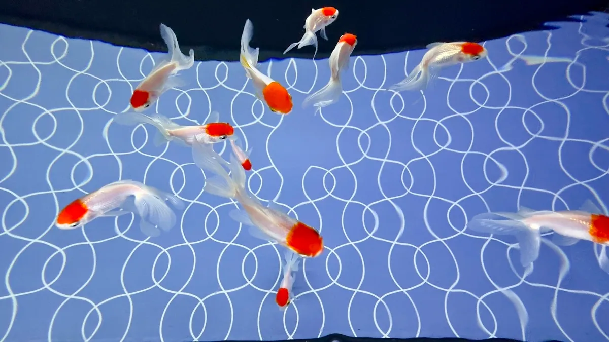 金魚