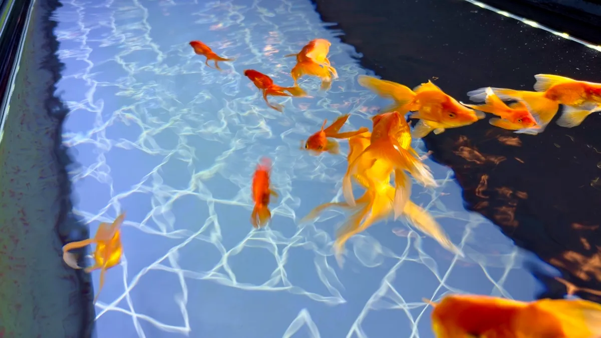金魚