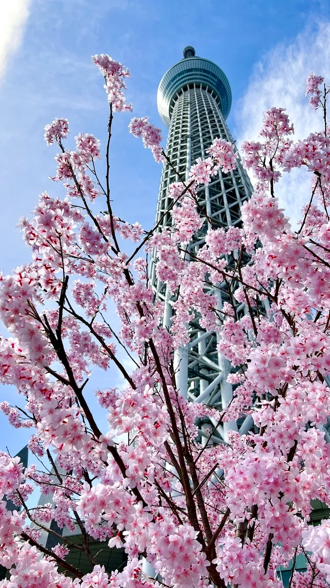桜と東京スカイツリー